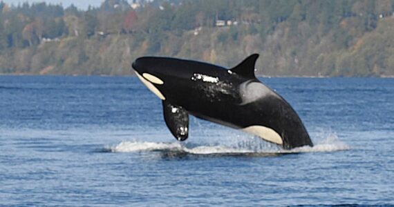 Jim Diers Photo
A superpod of Southern Resident orca whales visited the waters around Vashon on Sunday.