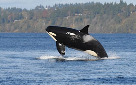 Jim Diers Photo
A superpod of Southern Resident orca whales visited the waters around Vashon on Sunday.
