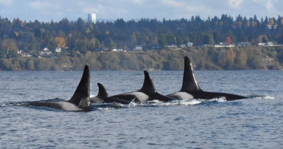 Jim Diers Photo
Family ties, right to left: son Pooka (L106); matriarch Surprise! (L86); daughter Element (L125) and male Finn (L116), the grandson of matriarch Nugget (L55), who is the sister of Surprise.