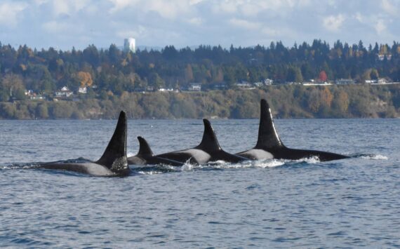 Jim Diers Photo
Family ties, right to left: son Pooka (L106); matriarch Surprise! (L86); daughter Element (L125) and male Finn (L116), the grandson of matriarch Nugget (L55), who is the sister of Surprise.