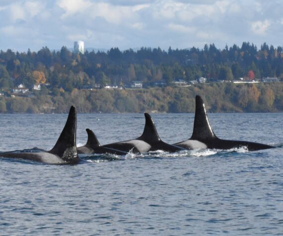 <p>Jim Diers Photo</p>
                                <p>Family ties, right to left: son Pooka (L106); matriarch Surprise! (L86); daughter Element (L125) and male Finn (L116), the grandson of matriarch Nugget (L55), who is the sister of Surprise.</p>
