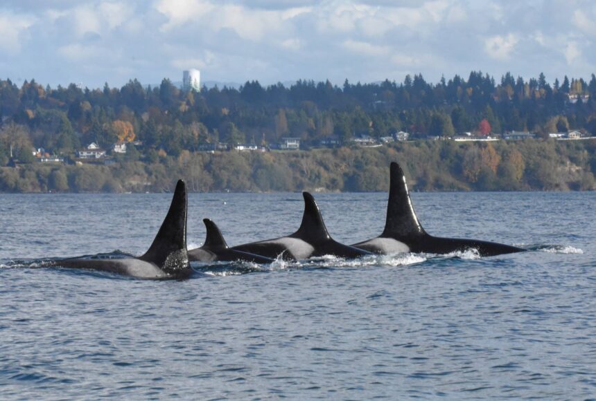 <p>Jim Diers Photo</p>
                                <p>Family ties, right to left: son Pooka (L106); matriarch Surprise! (L86); daughter Element (L125) and male Finn (L116), the grandson of matriarch Nugget (L55), who is the sister of Surprise.</p>