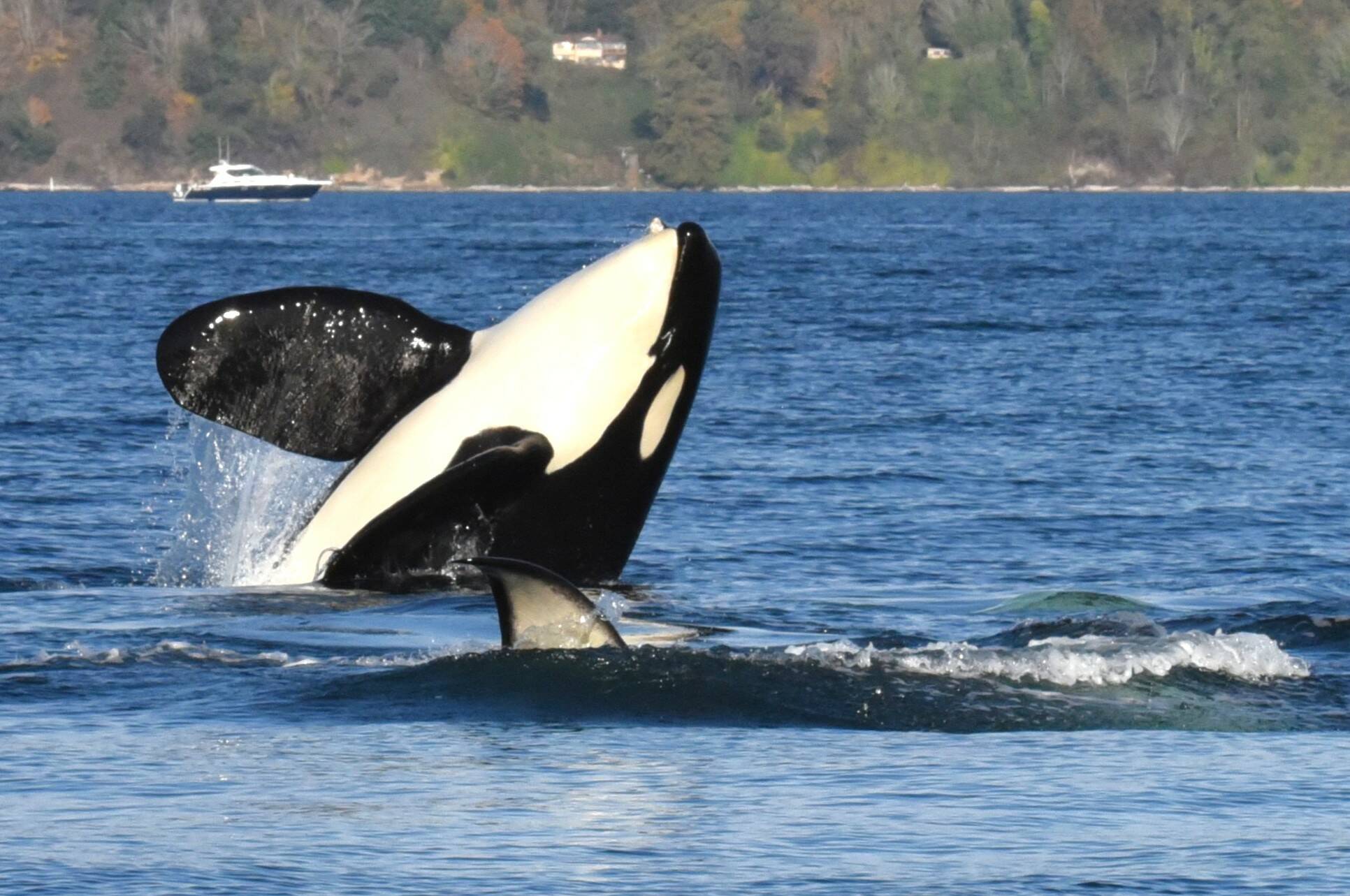 Jim Diers Photo
Midnight (L110), identifiable by an old lower lip injury he sustained as a youngster, on Nov. 2. (Jim Diers Photo)