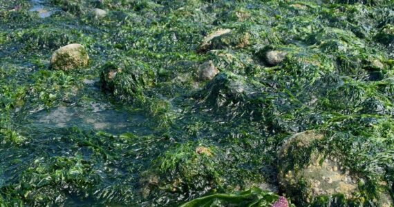 A sea star stands out in the tide at KVI Beach. (Ray Pfortner Photo)