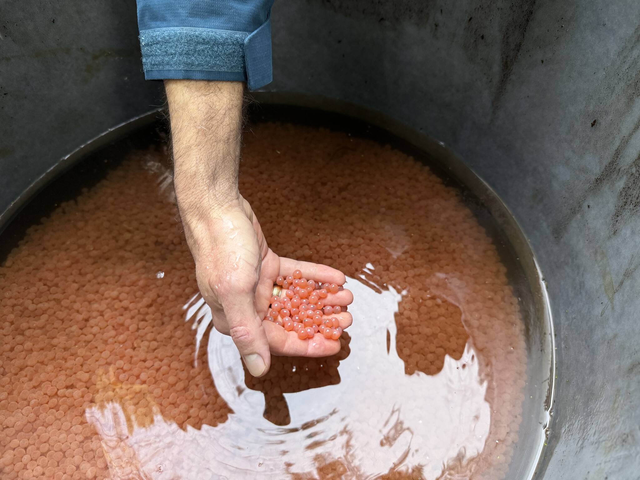 Chum eggs at Judd Creek. (Jeny Stamper Photo)