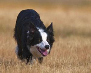 Border collies