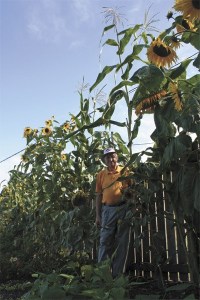 Al Watts is dwarfed by his towering corn stalks.