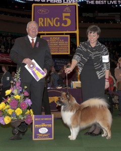 Bubbie poses with the judge after winning Best of Breed at Westminster. In the show he was handled by Tammie Wilcox of Tacoma (right).