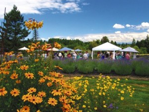 Orange daisies and a brilliant blue sky complete the color scheme at the Lavender Tour.