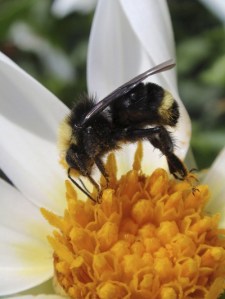 This photograph is one that will be shown at Books by the Way as part of a juried teen photography show.