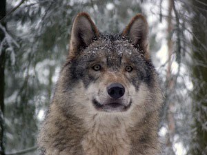 The gray wolf is the subject of the next VAA Science Series.