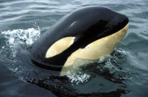 Springer was often seen spy-hopping near the north-end ferry dock.