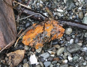 One of the grease balls that washed ashore on Maury Island.
