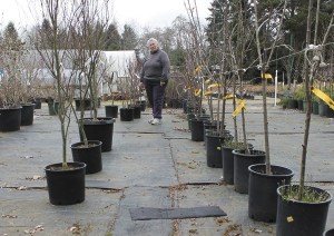 Kathy Wheaton stands at the end of a row of maples. Until she was burglarized last week