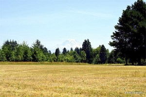 This Saturday the public can tour the former Matsuda strawberry farm behind K2.