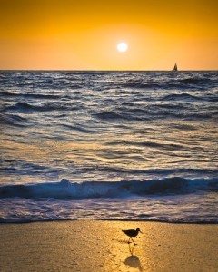 Dewain Gauntlett’s photograph