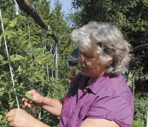 Lotus checks out her cherry tomatoes