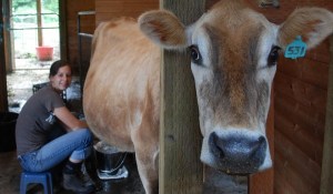 Kelsey Kozak milks her jersey Tess twice a day and uses the milk to to make a variety of cheeses and dairy products. The culinary school graduate is teaching cheese-making classes on Vashon this summer.