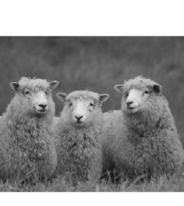 High school students took some of the best shots