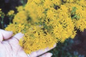 From the community Pull tansy ragwort while it’s blooming on Vashon
