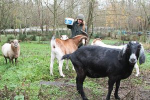 Island animal owners struggle with predator population