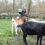 Debbie Butler, a resident of Maury Island, keeps sheep, goats, a cow and a horse in a small animal sanctuary on her property. She lost a sheep to the cougar last month.