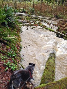 Ralph Moore PhotoShinglemill Creek.