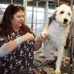 Tammy Thomas grooms Sydney, an Aussiepoo and a regular at the grooming salon, last Thursday. (Susan Riemer/Staff Photo)