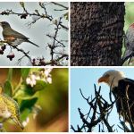 For the birds: Taking the annual Christmas count