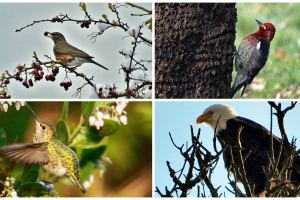 For the birds: Taking the annual Christmas count