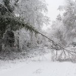 One of the island&rsquo;s many fallen trees (this one near the intersection of 110th and 104th at the north end) after Sunday night&rsquo;s snow storm.