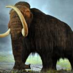 Woolly mammoth, coming soon to an Arctic tundra near you. (Image courtesy of Wikimedia Commons via CC by SA 2.0)