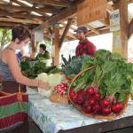 A woman inspects cabbages for sale at Cedar Spring Farm&rsquo;s stand at the Vashon Farmers Market last summer. The market returns to the Village Green this Saturday. (Susan Riemer/Staff Photo)