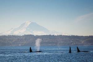 Transient orcas spotted off Vashon