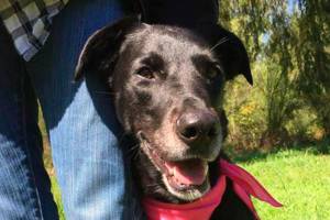 VIPP seeks foster homes for dogs