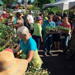 Island garden club’s annual plant sale happening this weekend