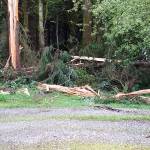 The remnants of the White&rsquo;s tree is scattered across the yard after a lightning strike Thursday night that also damaged their septic system and electronics. (Marylin White Photo)