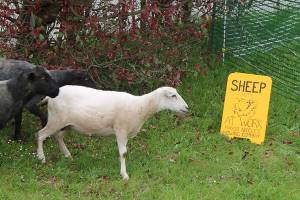 Golf course starts new, natural grass maintenance program