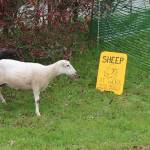 Sheep from Joe and Celina Yarkin&rsquo;s Sun Island Farm run into a pen at the Vashon Golf and Swim Club Monday morning. The sheep have been lending their services to the club for the past few weeks. (Anneli Fogt/Staff Photo)