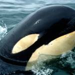 Northern Resident orca Springer (A-73) in 2002. (Mark Sears Photo)