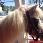 Unofficial mayor: Two declare candidacy, seven now in the running