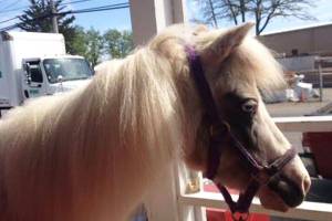 Unofficial mayor: Two declare candidacy, seven now in the running