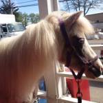 Rain the Therapy Pony is running for unofficial mayor to benefit Neighborcare Health. (Courtesy Photo)