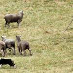 Sheepdog trials kick off next Thursday with new and old elements