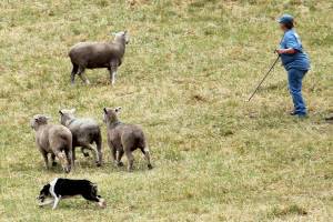 Sheepdog trials kick off next Thursday with new and old elements