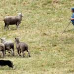 A handler works with her sheepdog to corral a herd of sheep through the course during the 2016 Vashon Sheepdog Classic. (Anneli Fogt/Staff Photo)