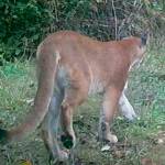 Part two: Busting myths about Vashon’s cougar