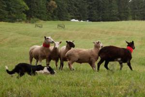 Record crowd attends annual sheepdog classic