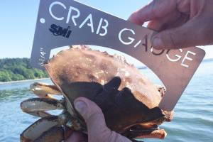 Dungeness crab numbers decline in south sound