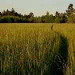 A path cuts through the Matsuda Farm property. (Susan White Photo)